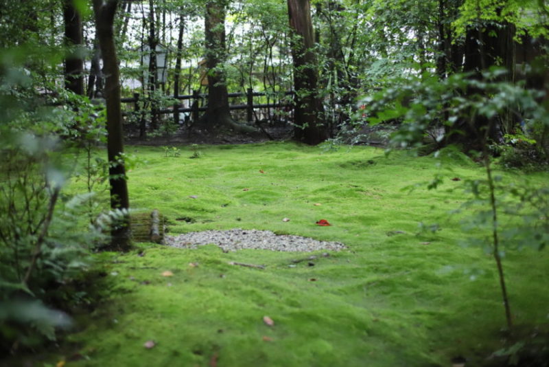 野宮神社 見事で美しすぎる苔の絨毯